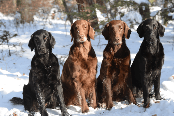 Fée Kiri Brownie Paige