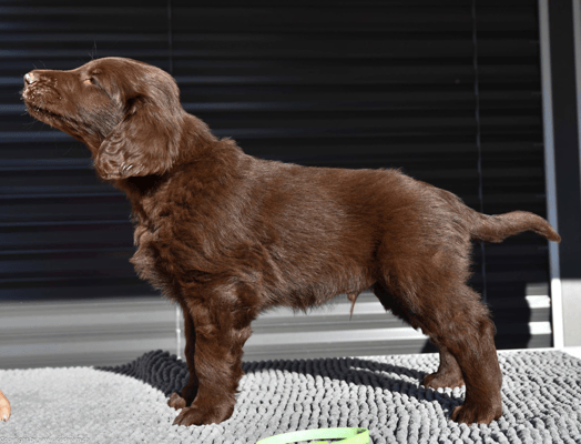 Mister Neongrün - Gizmo - Sanibelbreeze Game Winner Gizmo