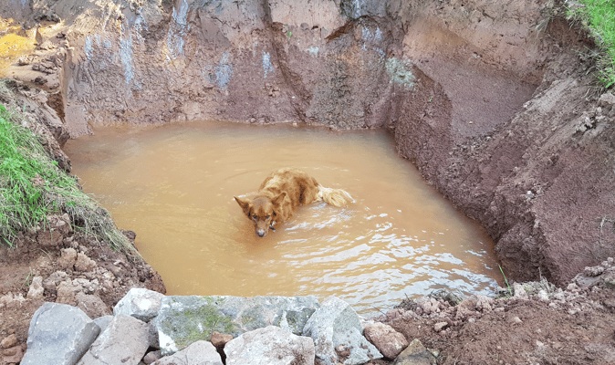 Der neue Amphibienteich wird auch von 4 Beinern genossen