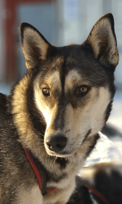 DUSTY, geb. 22.10.2022 - Pate: Jan Wenzel