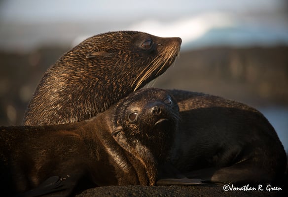 A mom and a baby fur seal seal in the Galapagos, the baby looks at the camera 