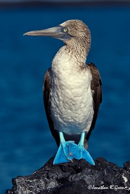 A blue footed boobie stands on a rock in the Galapagos Islands 