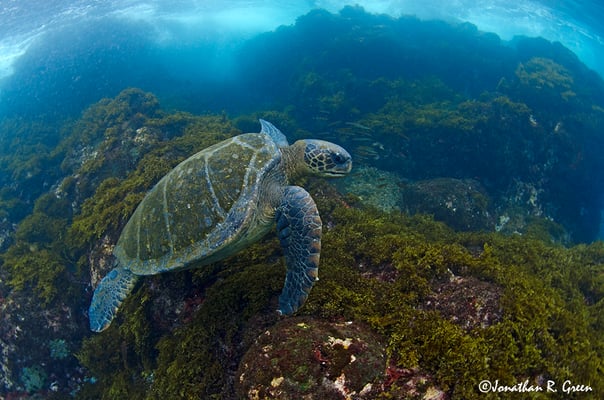A beautiful green sea turtle in the Galapagos Islands