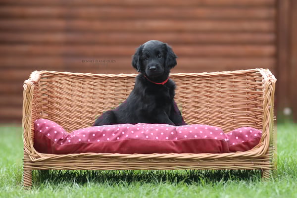 Flataholics Glitter and Gold - Corall, Hündin