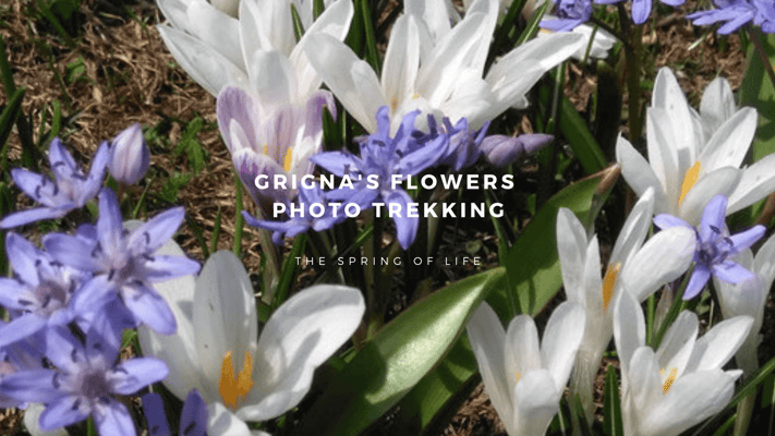 Delphicaphoto photographic trek "Grigna's flowers"