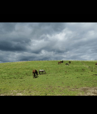 Auf der Weide vom Ferienhof Schoppa-Haisl - Reiturlaub in Sonnen