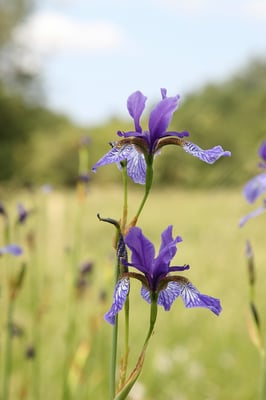 Iris Sibirica (Foto: M. Herzig)