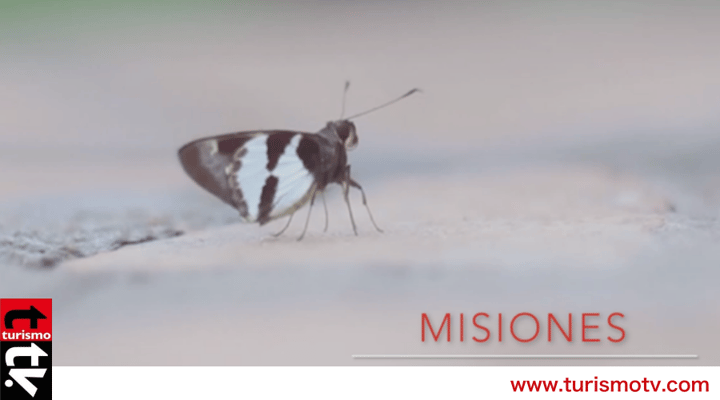 Cataratas del Iguazú, Mariposas, Misiones