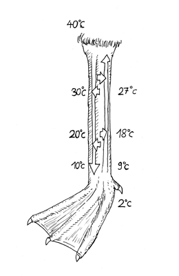 So funktioniert der "Wärmetauscher" in den Füßen der Wasservögel