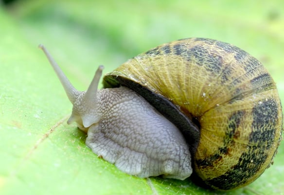 Gros gris - Helix aspersa maxima