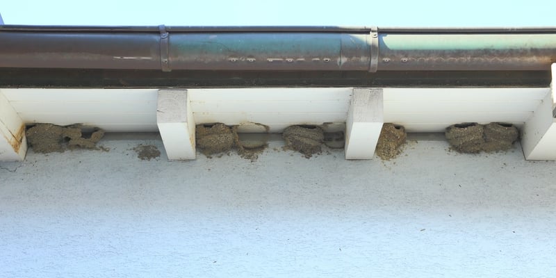 Mehlschwalben-Nester über einem Gehweg