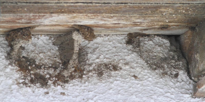 Hier wurden Mehlschwalben-Nester entfernt