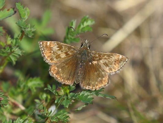 Dunkler Dickkopffalter