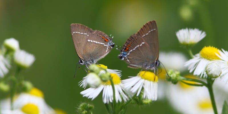 Kreuzdorn-Zipfelfalter - Satyrium spini