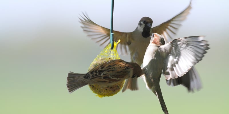 Feldsperlinge lassen einen Haussperling nicht an den Knödel
