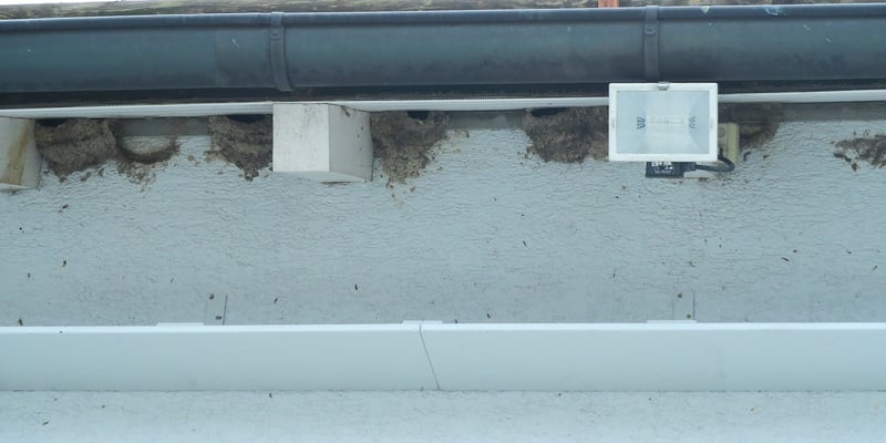 Mit Kotbrettern konnte die Brutstelle gerettet werden