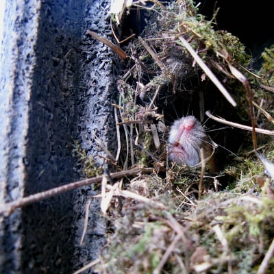 Waldmaus-Nest im Nistkasten
