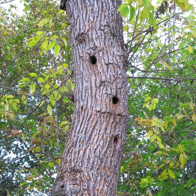 "Flötenbaum" mit drei Spechthöhlen