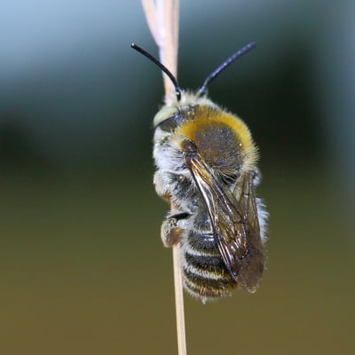 Große Harzbiene - Anthidium byssinum