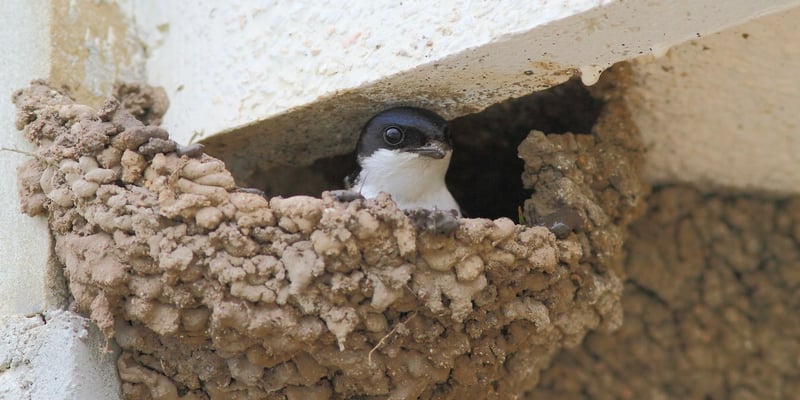 Mehlschwalben-Nest unter einem Balkon