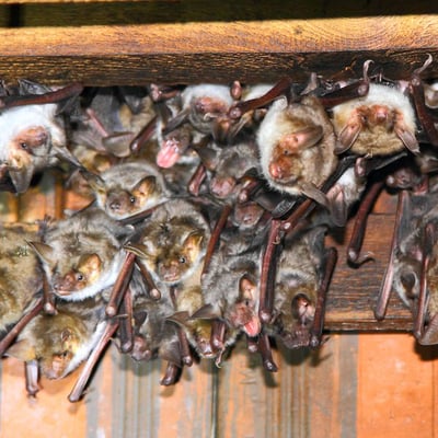 Wochenstube im Dachstuhl