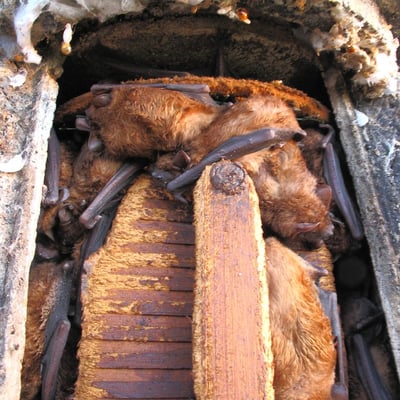 42 Abendsegler im Überwinterungskasten