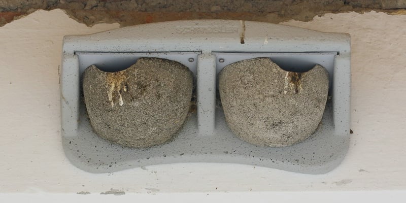 Künstliche Doppel-Nester für Umsiedlung oder Neuansiedlung