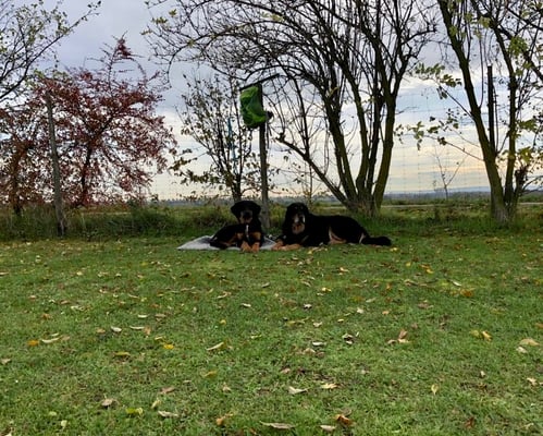 Pause auf dem Hundeplatz in Niederelvenich