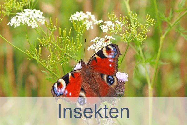 Insekten