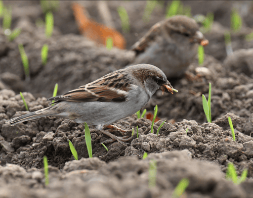 Haussperling, NABU-Netz