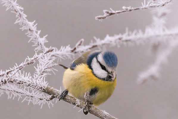 Blaumeise, NABU-Netz