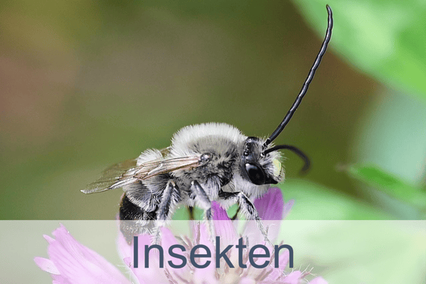 Insekten