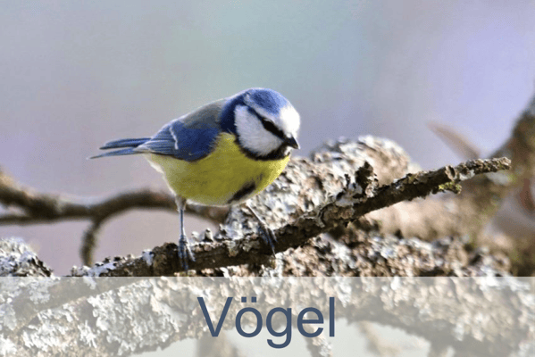 Vögel