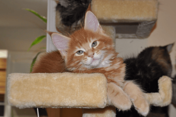 Clancy S Sweeney "Atos", red classic tabby, male