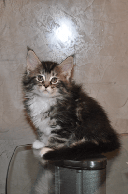 Anna Arcadia, silver classic tabby & white, female