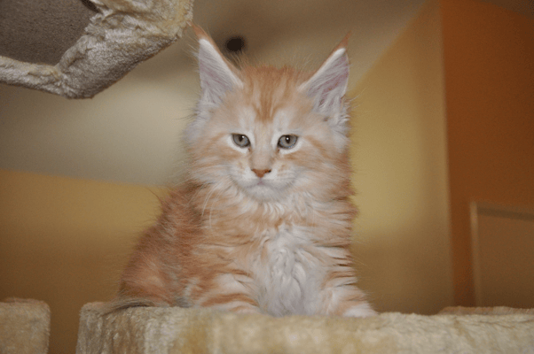 Lennon "Abrikos", red silver classic tabby, male
