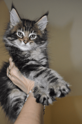 Astrid Prairie Flower, black classic tabby, female