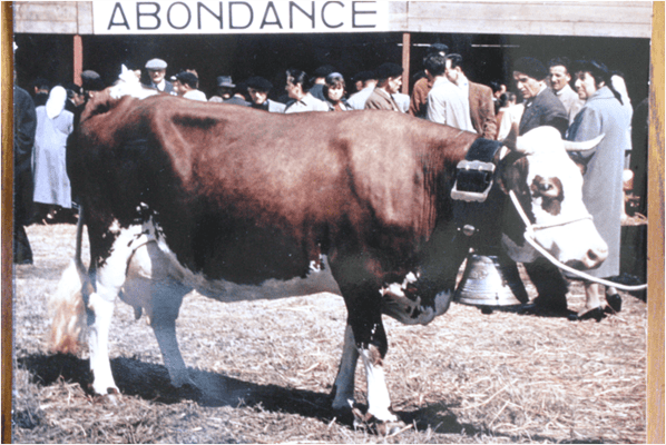Girardine en 1948 - née en 1948, a produit 8 436 kg de 1957 - Propriétaire : Joseph Cartier à Présilly (74)