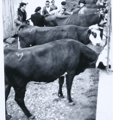 Tournée du herd-book