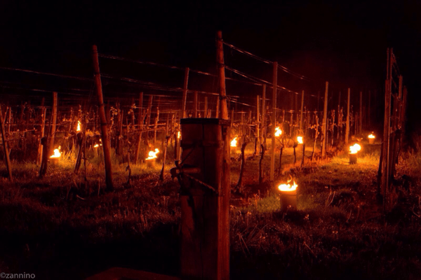 Heizen der Reben bei starken Minustemperaturen im Frühling 2017