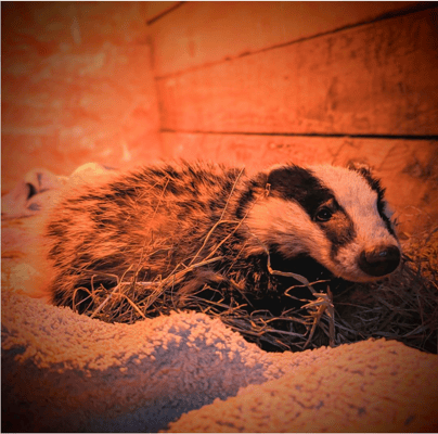 Bertie the badger cub 24 hours after being rescued