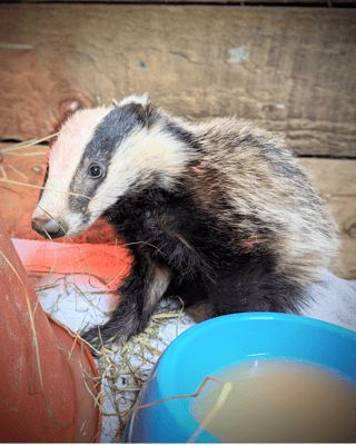 Bertie the badger cub 2 days after being rescued