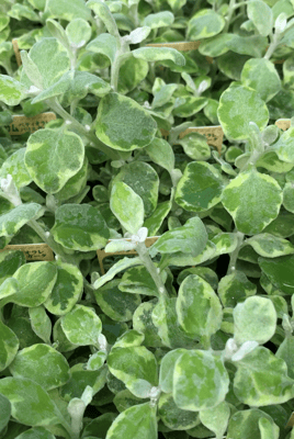 ヘリクリサムペティラオレバリエガタ