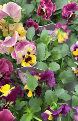 ナラティブフラワーズ試験品種