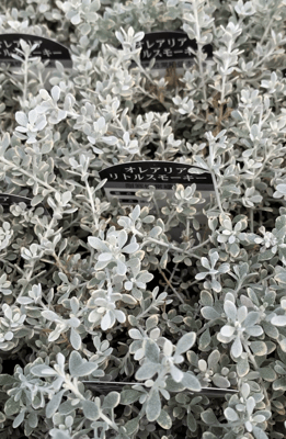 オレアリアリトルスモーキー