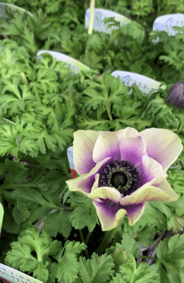 アネモネポルト