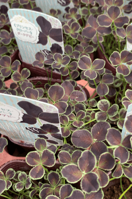 プリンセスクローバーダークデビー