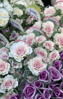 葉牡丹セッション