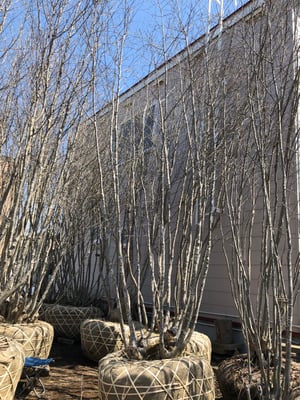 山採りアオハダ&アオダモ 樹木販売専門店 - 雑木のBOSCO 山採りアオハダ&アオダモ 樹木販売専門店 - 雑木のBOSCO