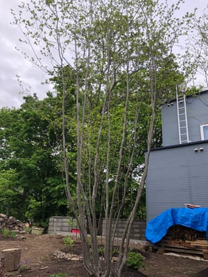 8 山採り　アオダモ　特大 8 山採り アオダモ 特大 8 山採り アオダモ 特大